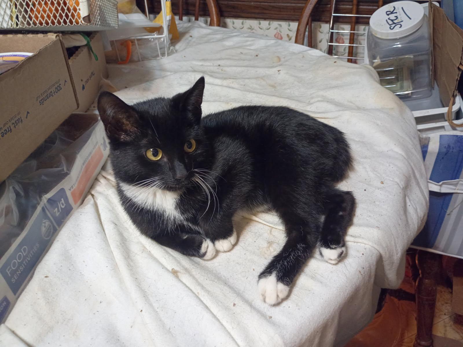 Enlarge CANNA, a Adopted Domestic Short Hair in Pittsburgh, PA image 3/5