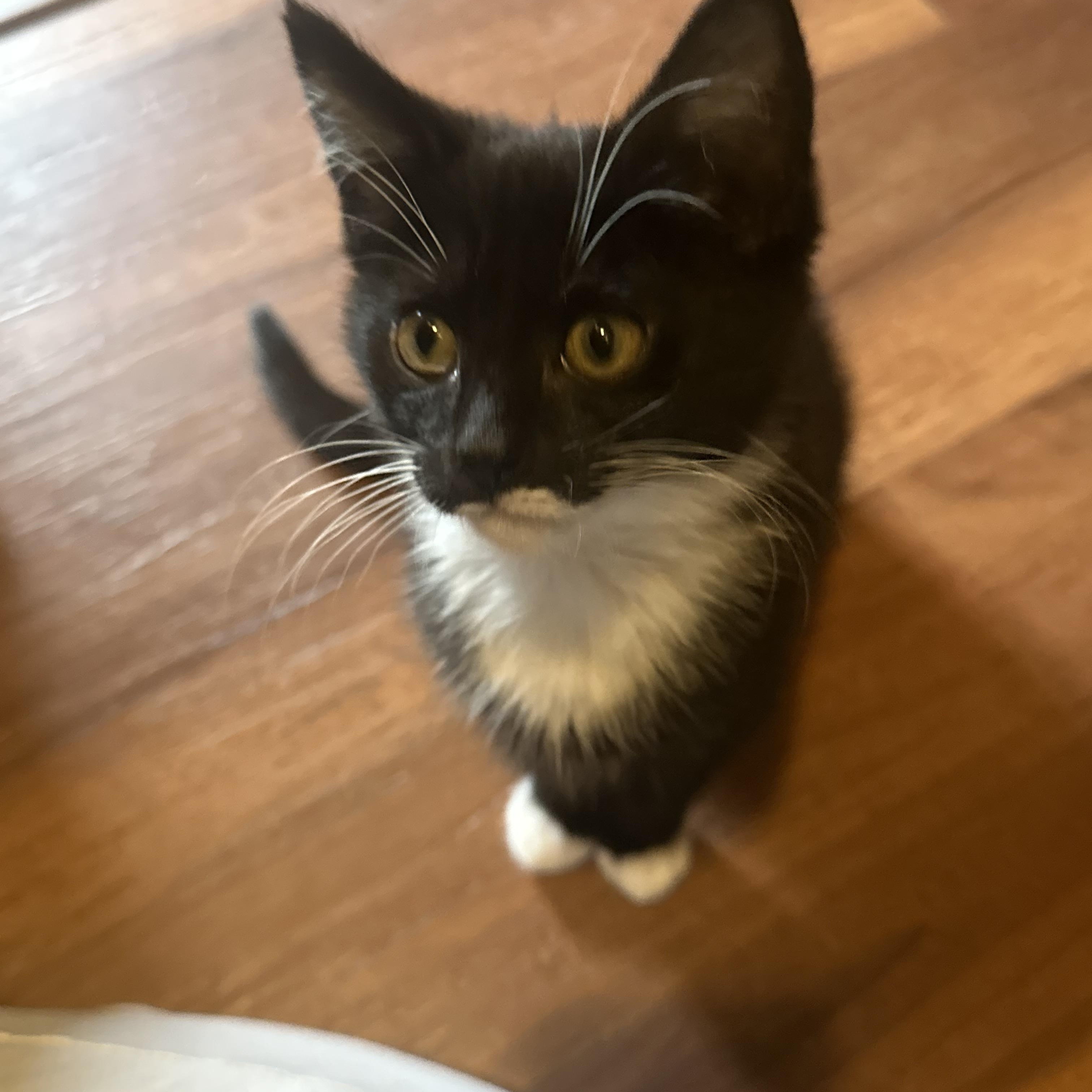 CANNA, Adopted, Kitten Female Domestic Short Hair.