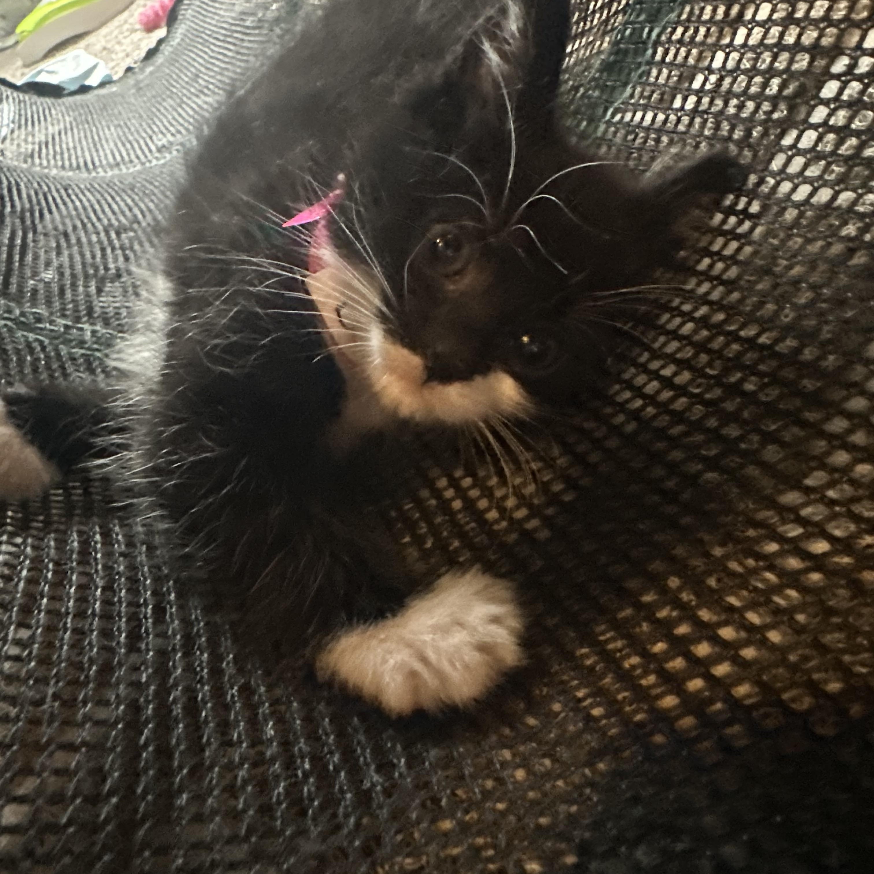 Enlarge CANNA, a Adopted Domestic Short Hair in Pittsburgh, PA image 5/5