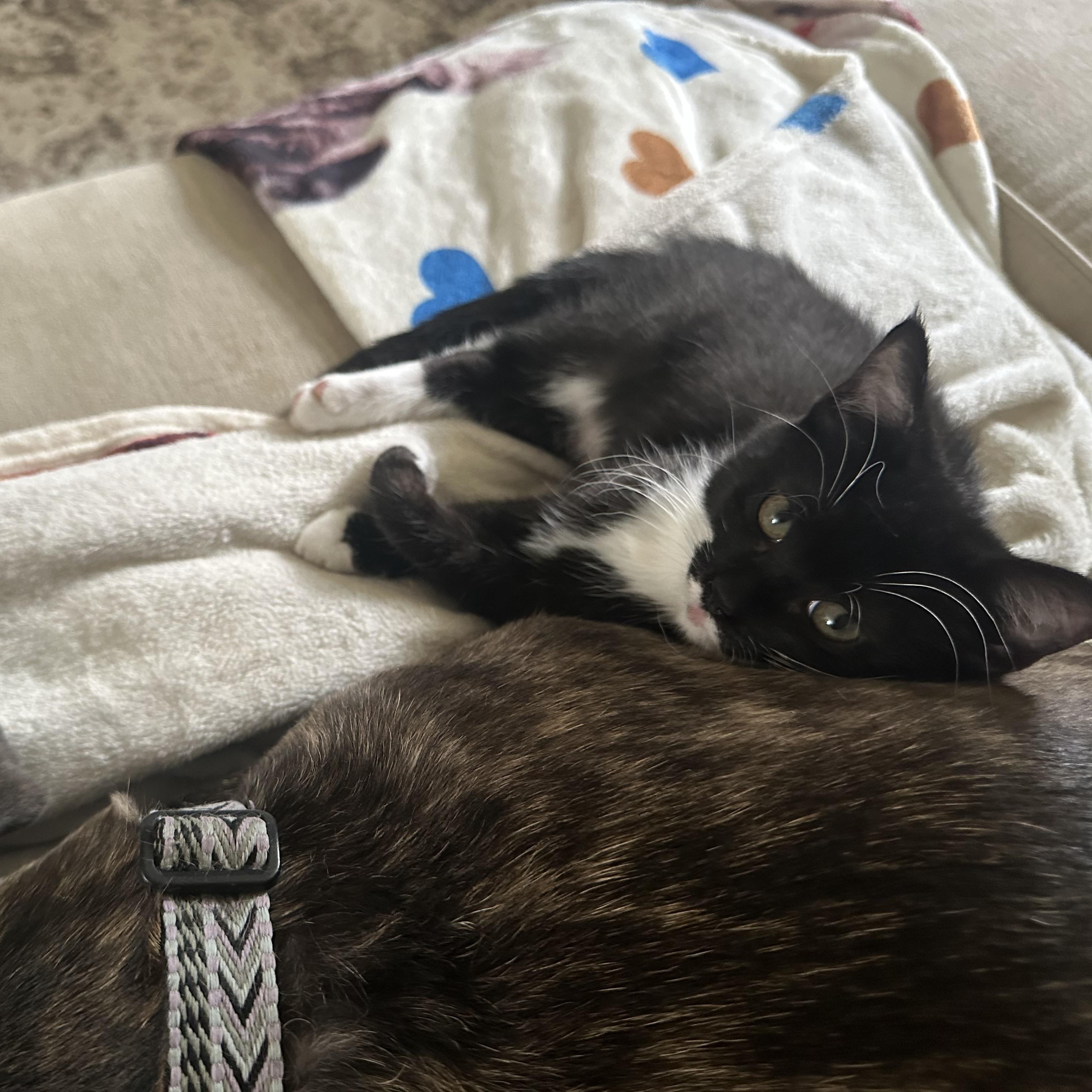 Enlarge CANNA, a Adopted Domestic Short Hair in Pittsburgh, PA image 2/5