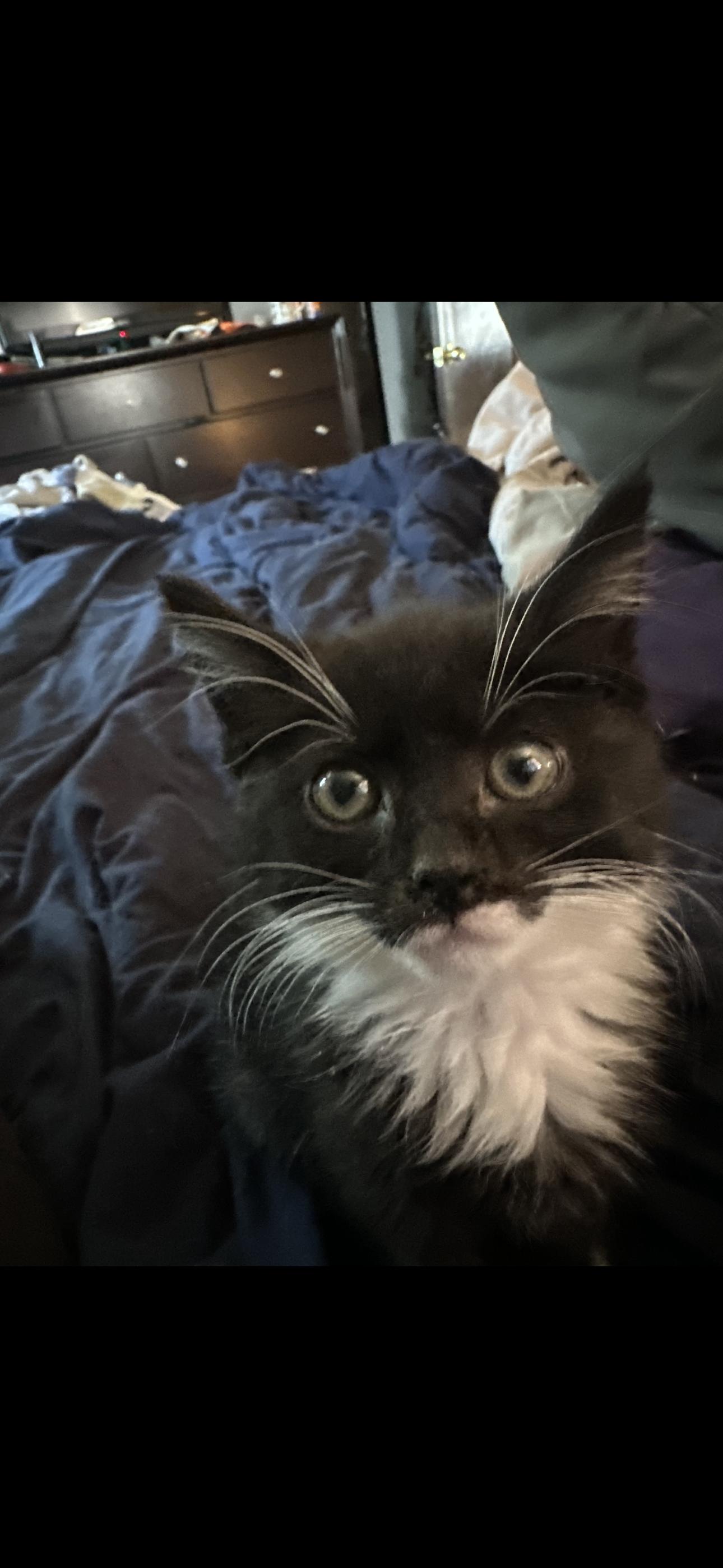 Enlarge CANNA, a Adopted Domestic Short Hair in Pittsburgh, PA image 4/5
