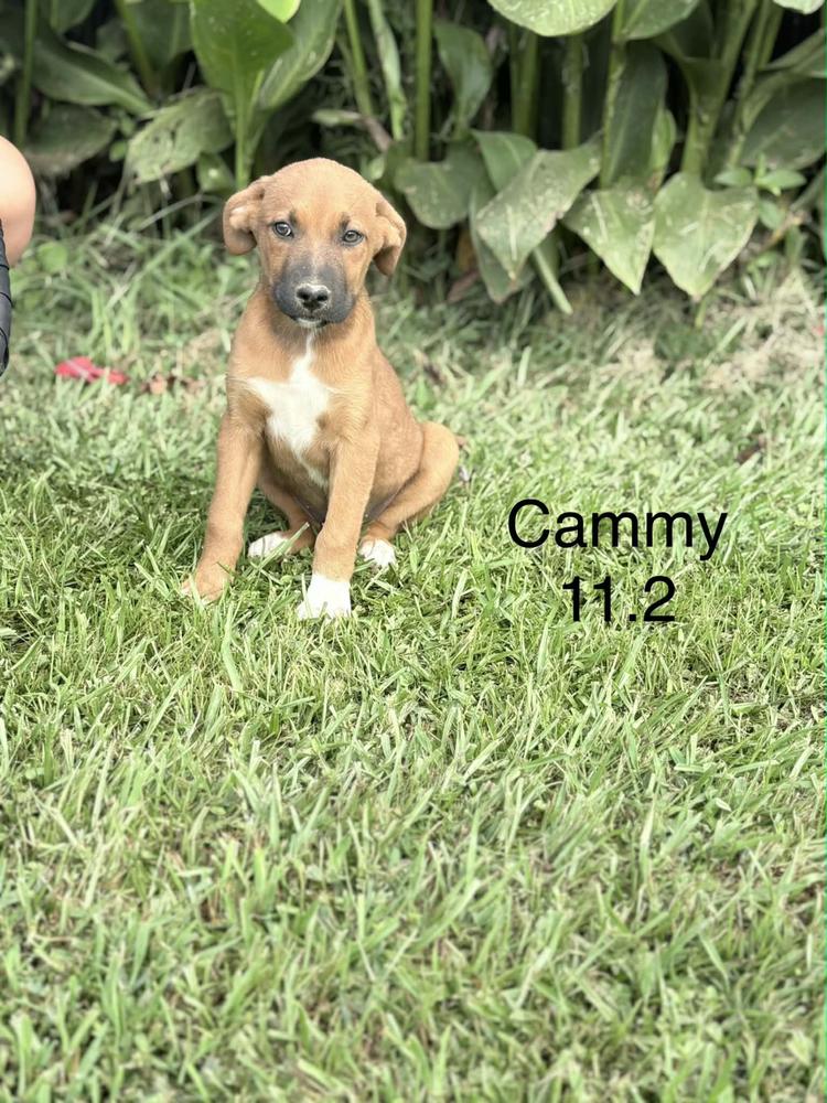 Cammie, Adoptable, Young Female Retriever.
