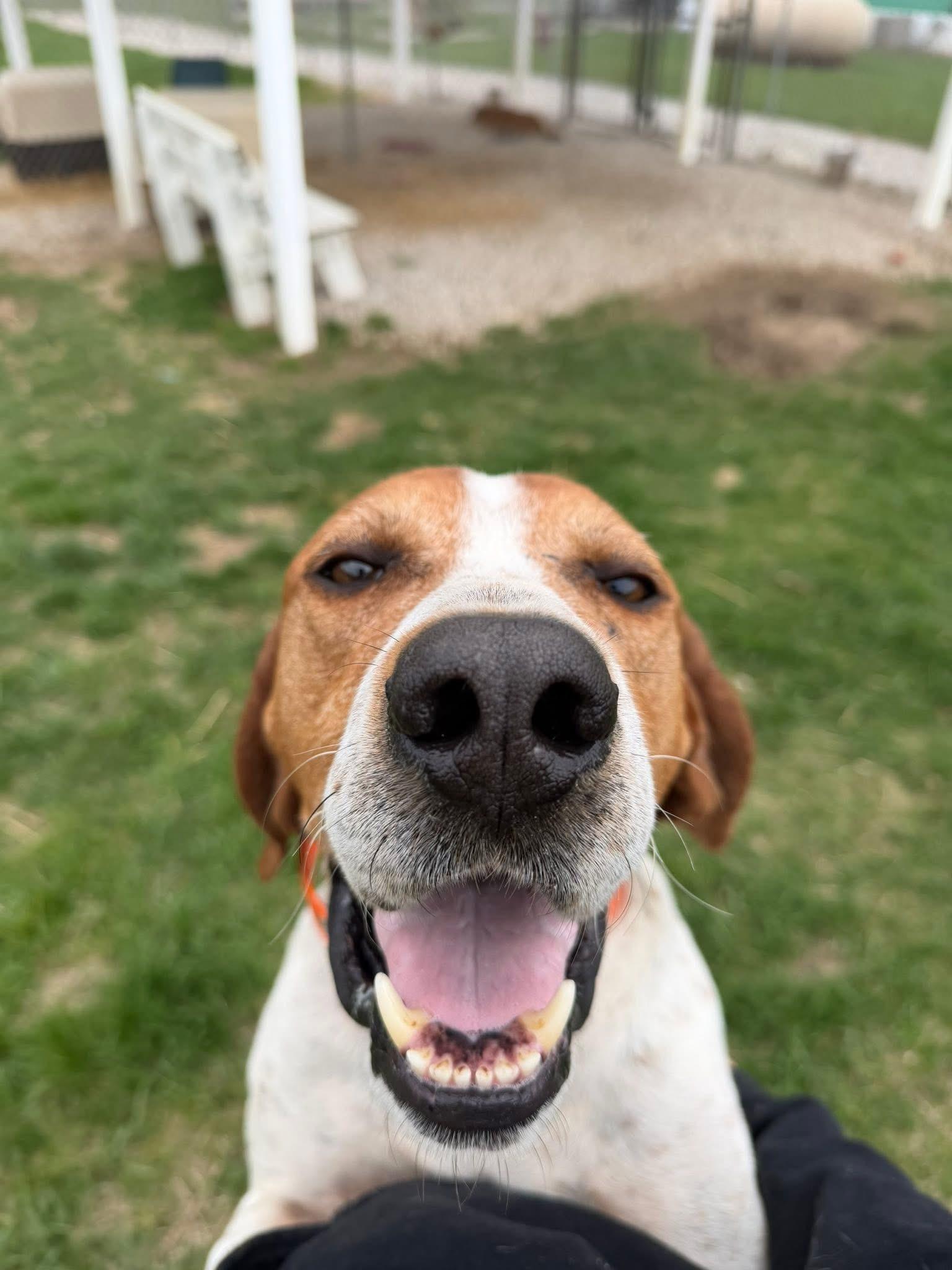 DUKE, ADOPTABLE, Adult Male English Coonhound.