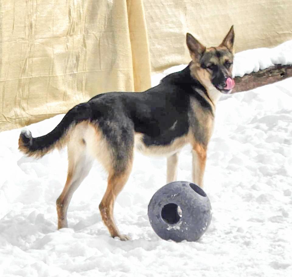 OAKLEY- Needs a foster/forever home!, an adoptable Shepherd in Birmingham, MI, 48012 | Photo Image 5