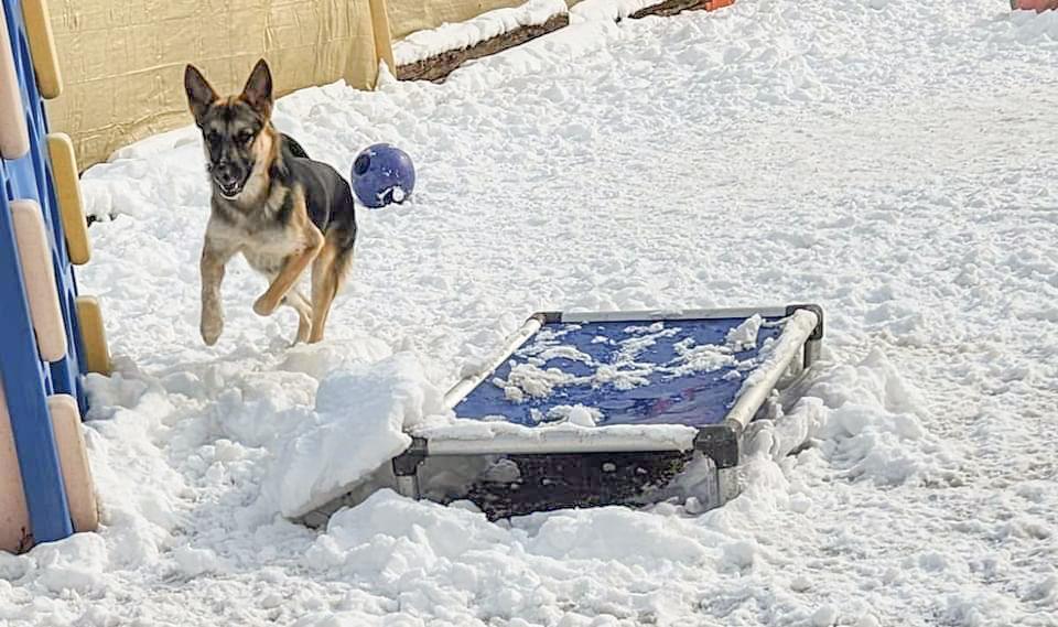 OAKLEY- Needs a foster/forever home!, a Adoptable Shepherd in Birmingham, MI image 2/5