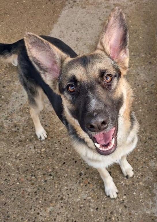 OAKLEY- Needs a foster/forever home!, a Adoptable Shepherd in Birmingham, MI image 1/5