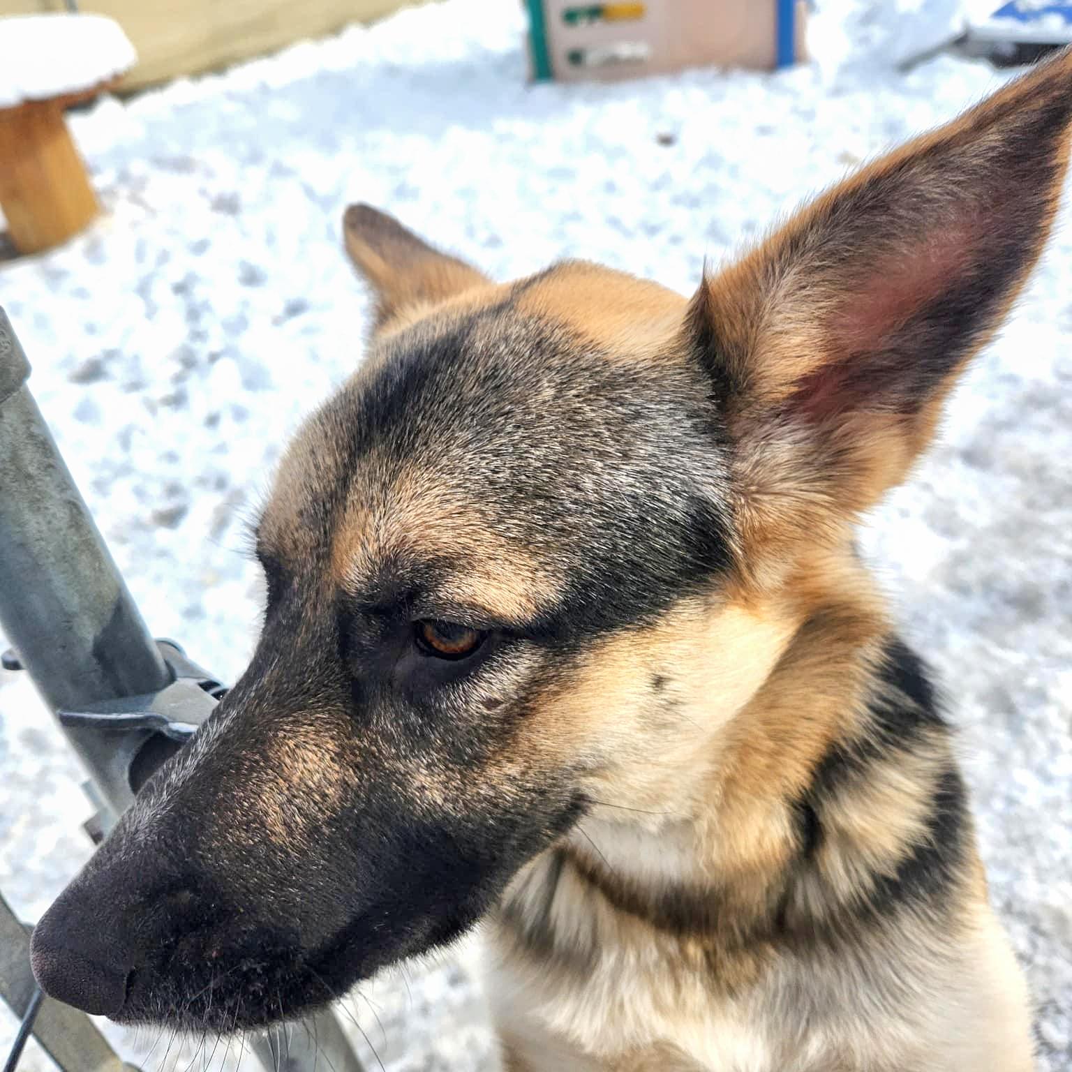 OAKLEY- Needs a foster/forever home! — thumbnail 4