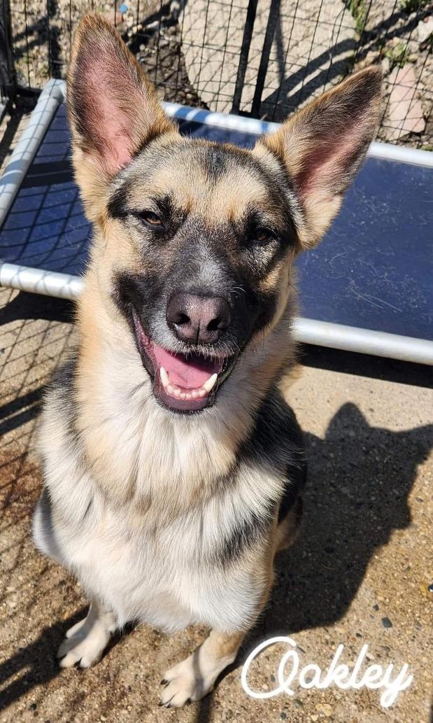 OAKLEY- Needs a foster/forever home!, a Adoptable Shepherd in Birmingham, MI image 3/5