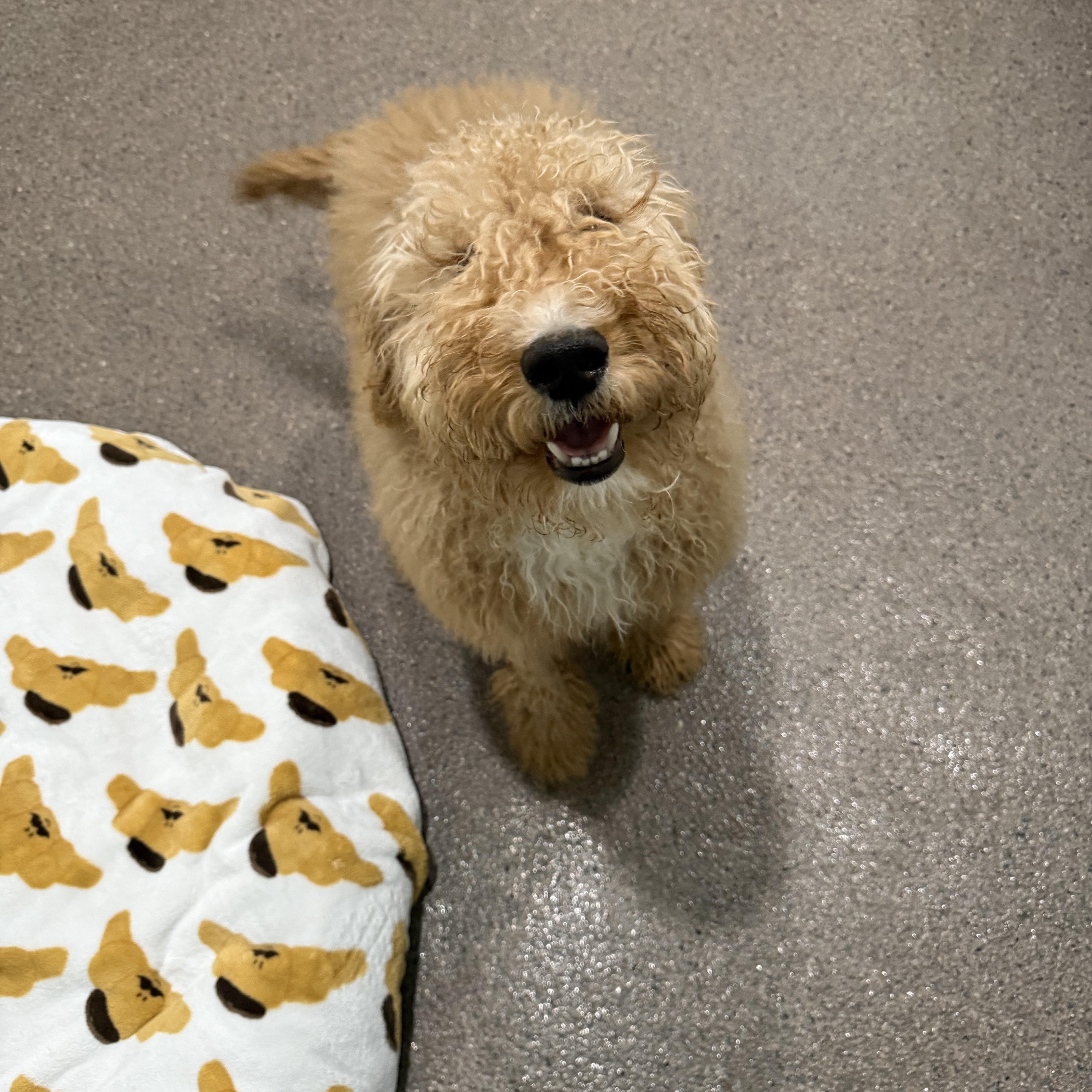 Melo, an adopted mixed breed in Sault Sainte Marie, MI image 2/3