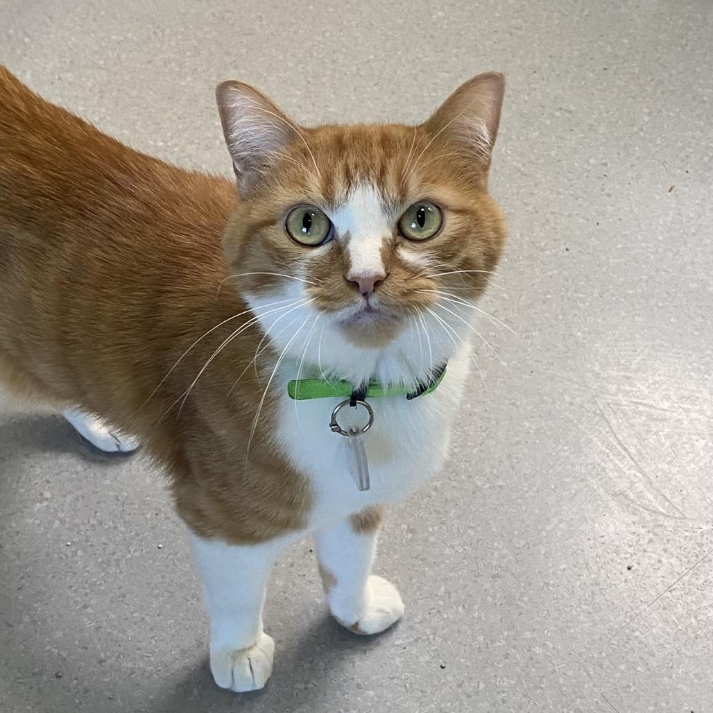 Nugget (Gingerbread), Adoptable, Adult Male Domestic Short Hair.