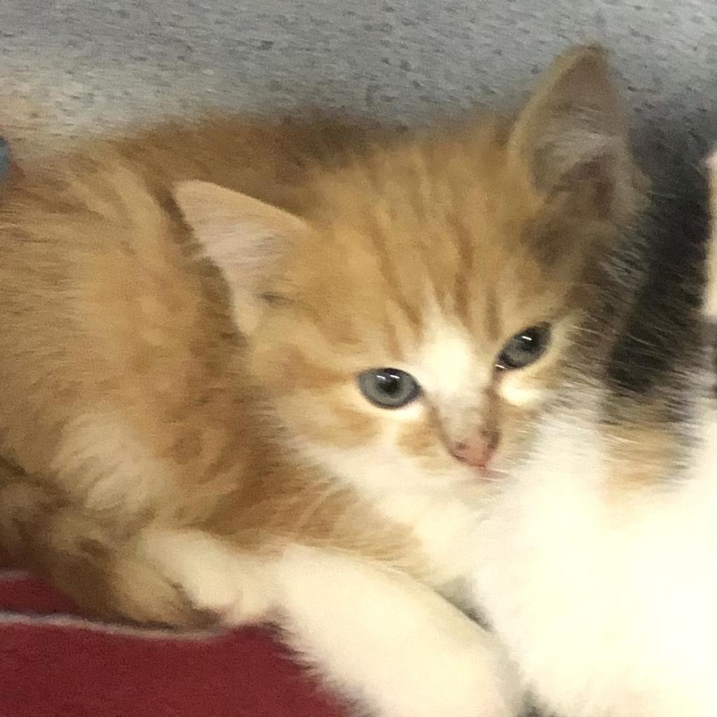 Enlarge Nugget (Gingerbread), a Adoptable Domestic Short Hair in Lakewood, CO image 3/4