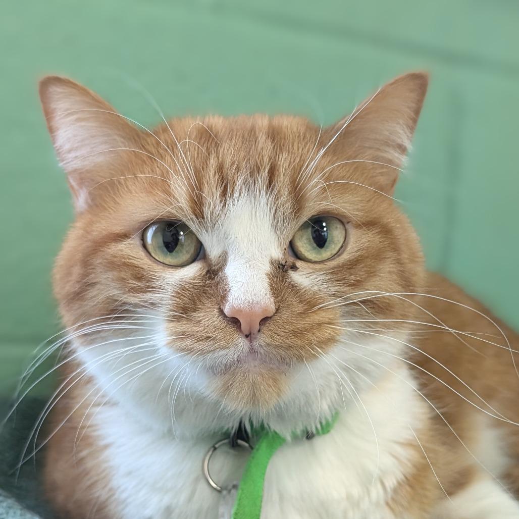 Enlarge Nugget (Gingerbread), a Adoptable Domestic Short Hair in Lakewood, CO image 4/4