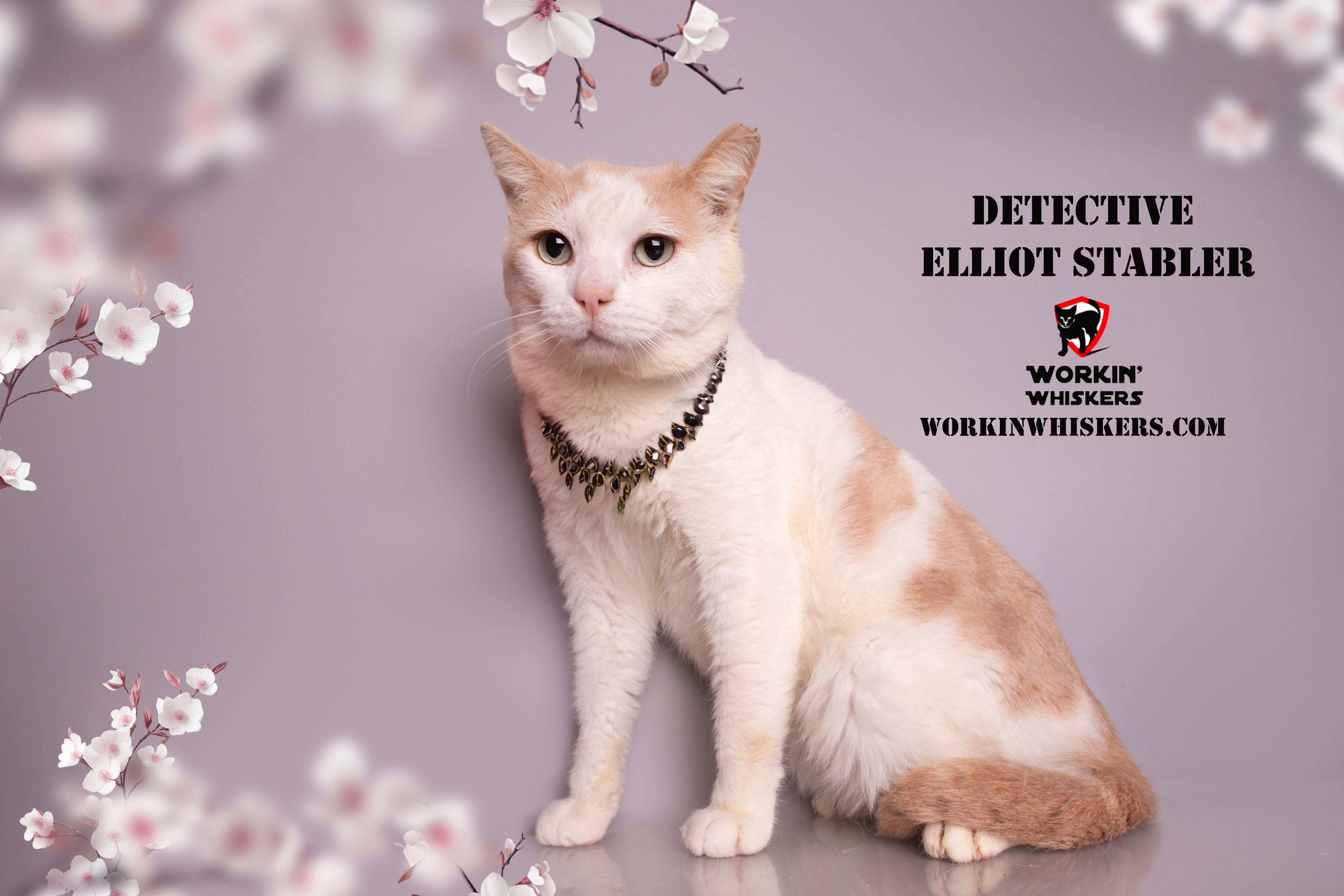 Enlarge DETECTIVE ELLIOT STABLER, a Adoptable mixed breed in HEMET, CA image 3/3