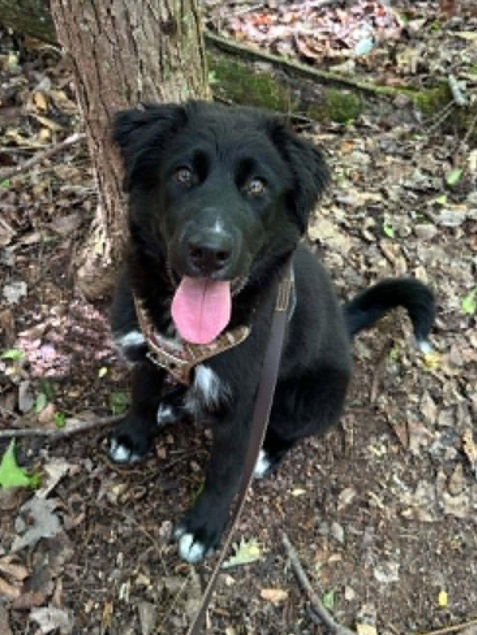 Jelly, a Adoptable mixed breed in Cookeville, TN image 1/3