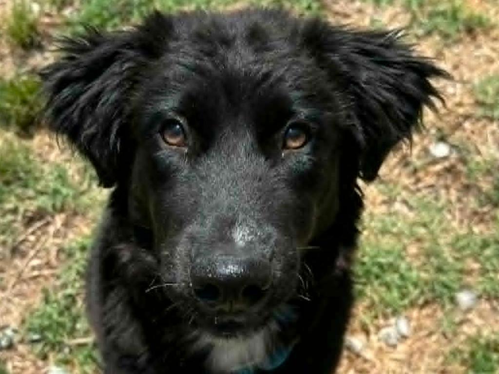 Jelly, a Adoptable mixed breed in Cookeville, TN image 2/3