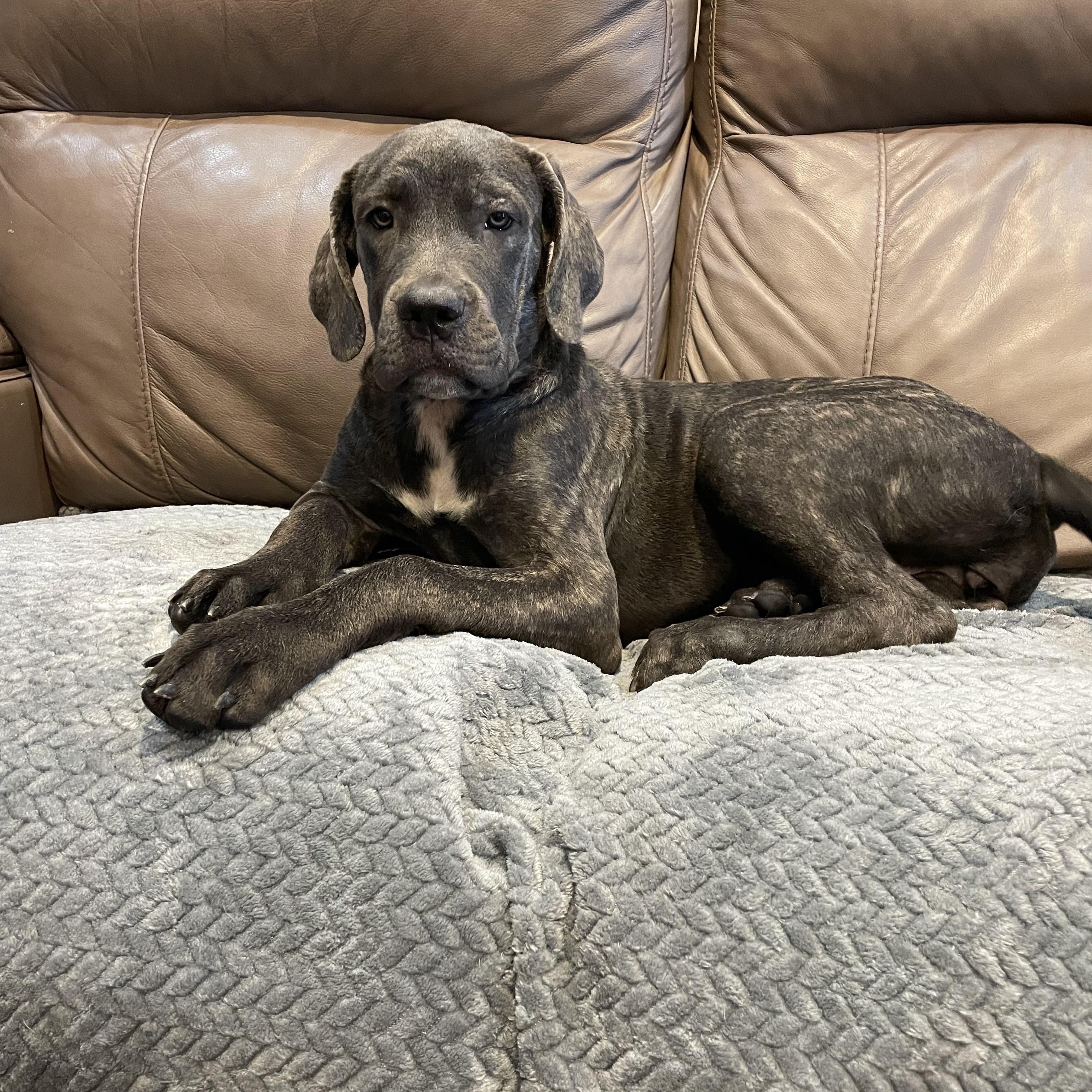 Enlarge Aspen, a Adoptable Cane Corso in Phoenix, AZ image 1/5