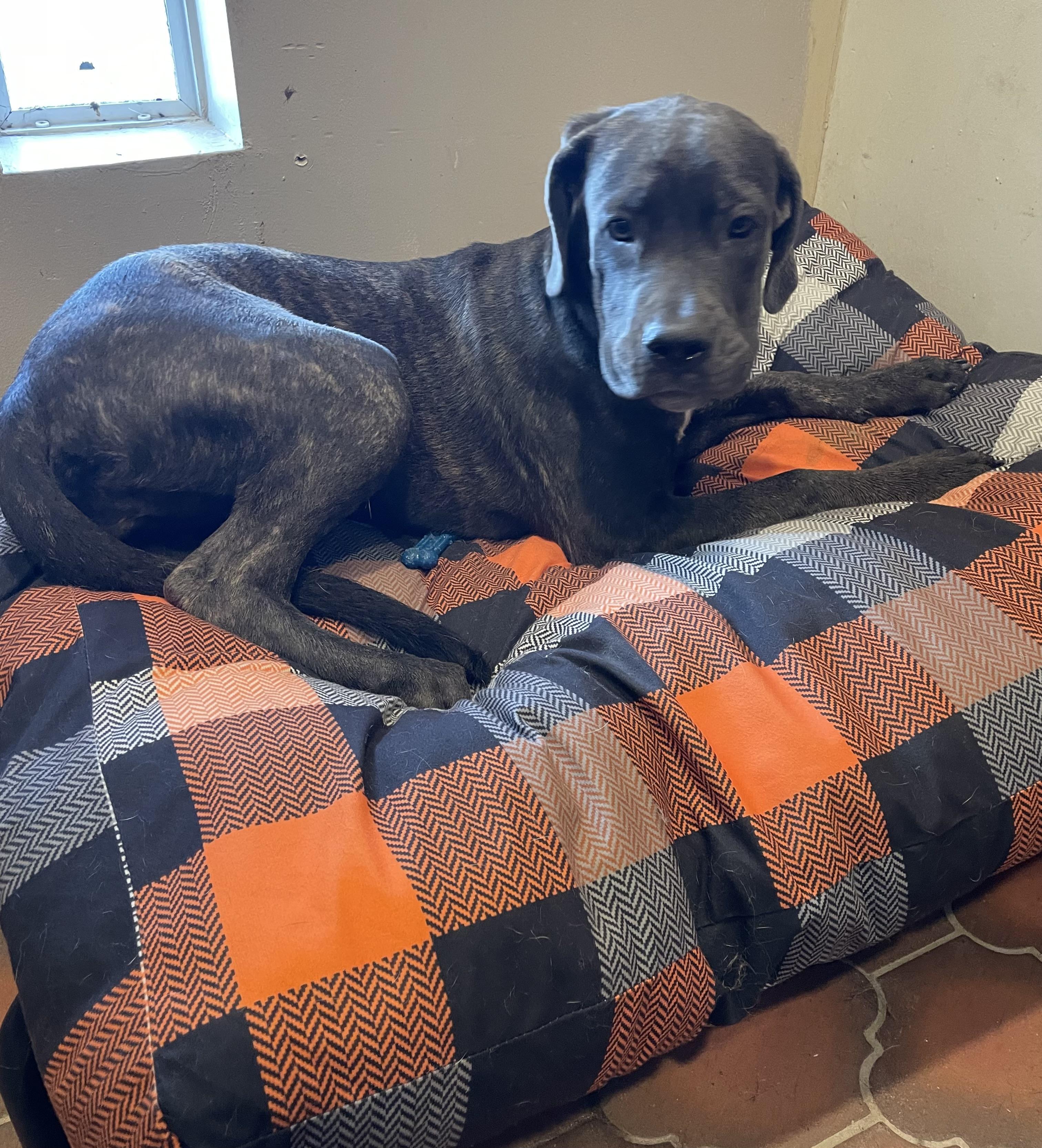 Enlarge Aspen, a Adoptable Cane Corso in Phoenix, AZ image 3/5
