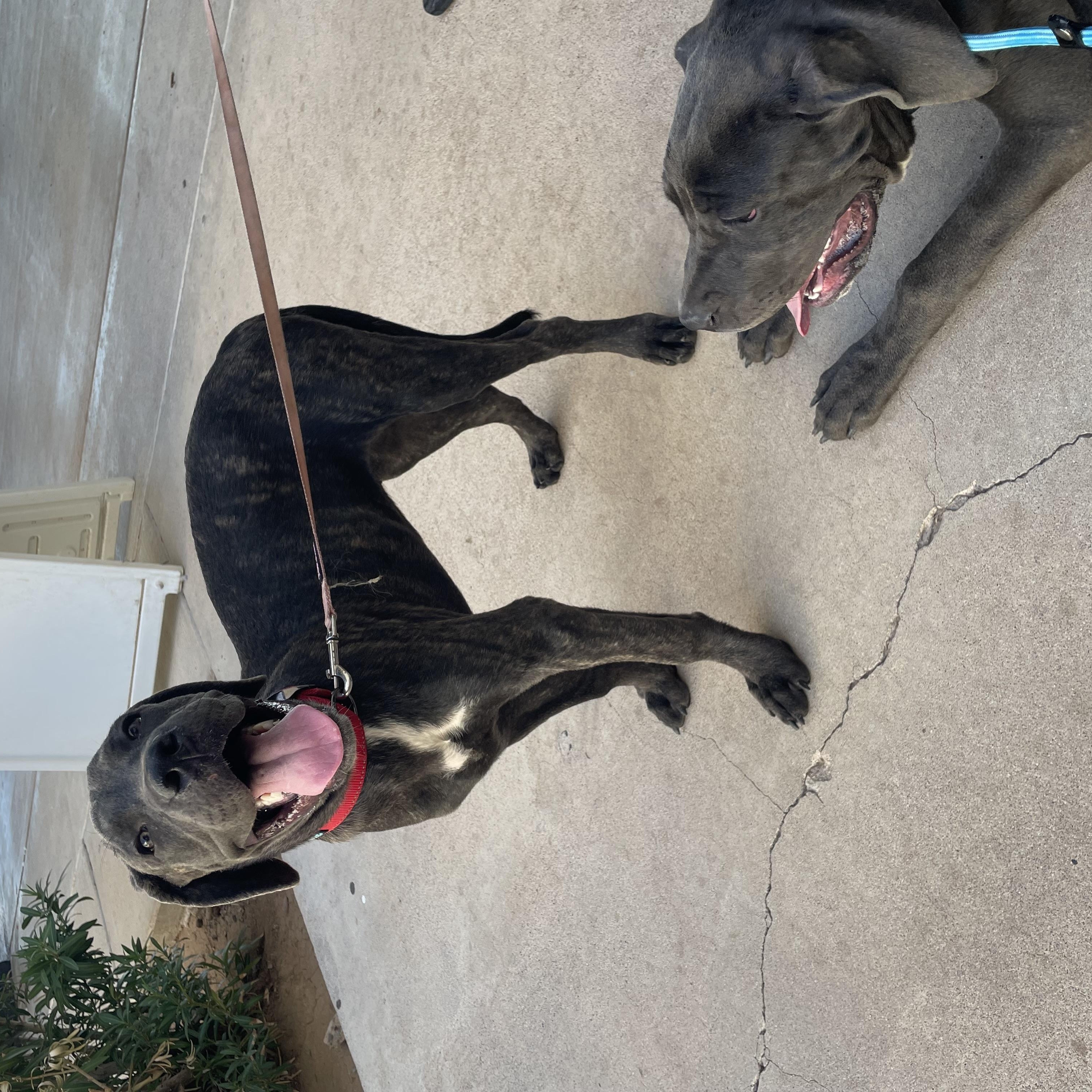 Enlarge Aspen, a Adoptable Cane Corso in Phoenix, AZ image 5/5