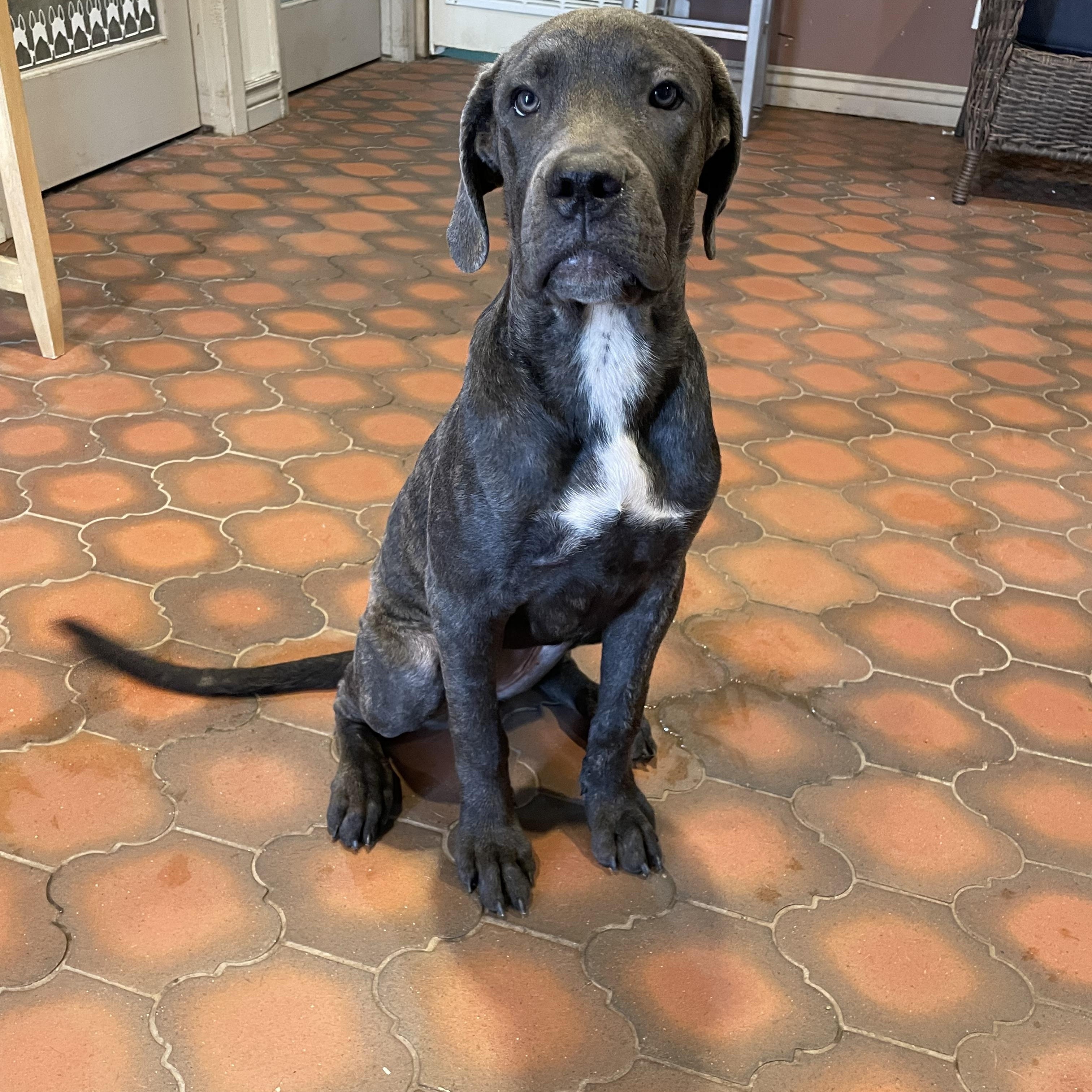 Enlarge Aspen, a Adoptable Cane Corso in Phoenix, AZ image 2/5