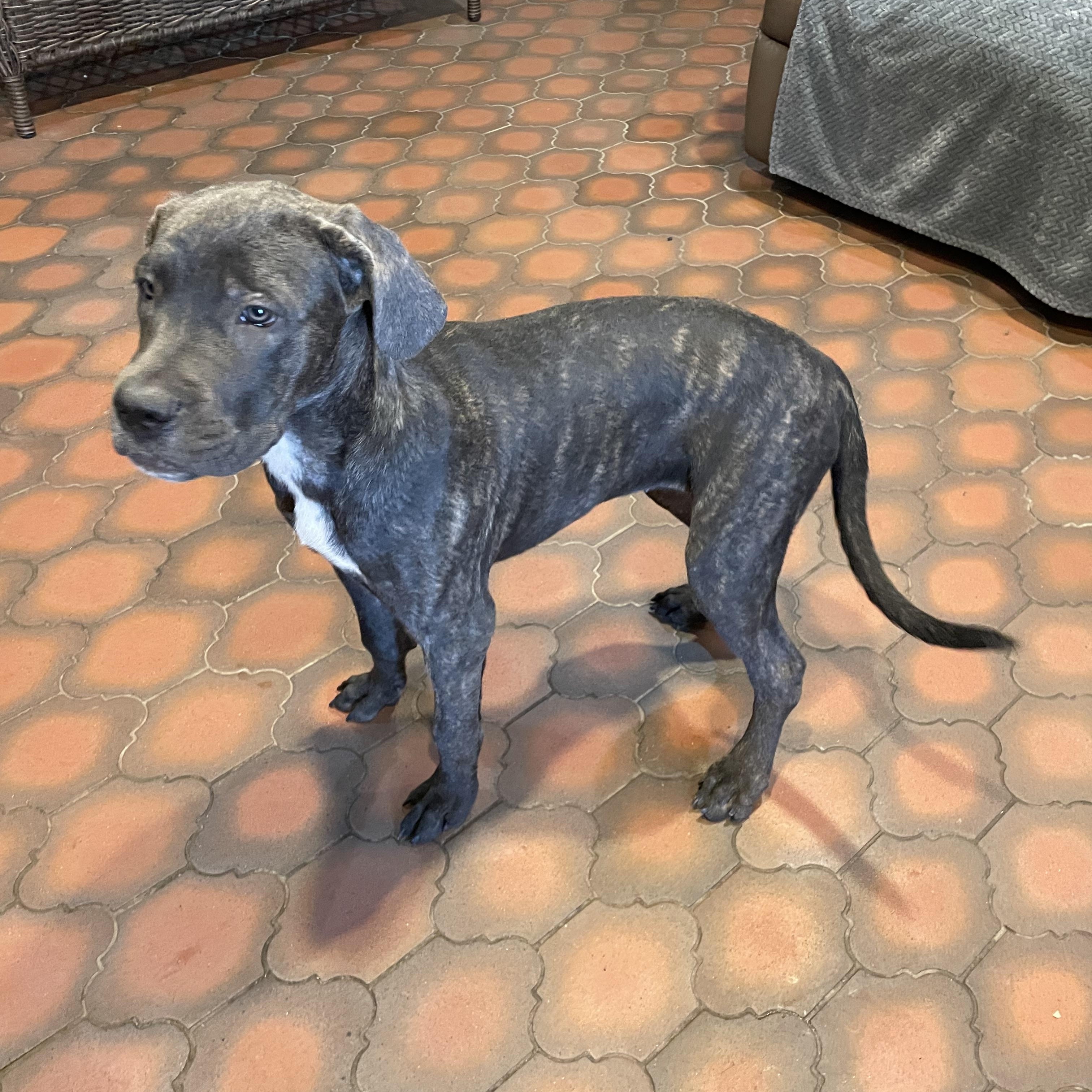 Enlarge Aspen, a Adoptable Cane Corso in Phoenix, AZ image 4/5