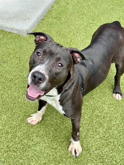 Enlarge PINECONE, a Adoptable Terrier in Olivette, MO image 1/1