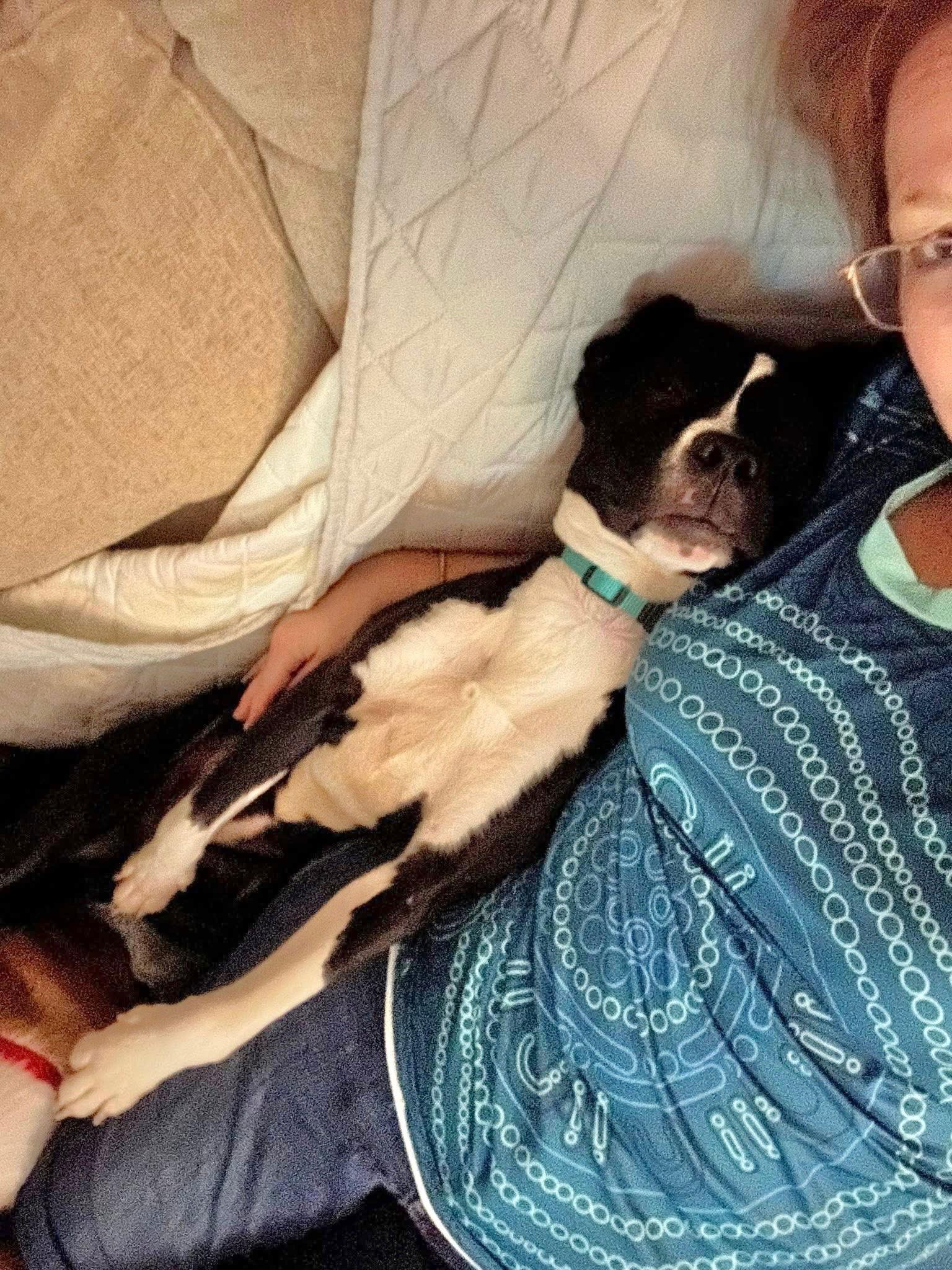 Enlarge POPPY, a Adoptable Terrier in Southaven, MS image 1/3