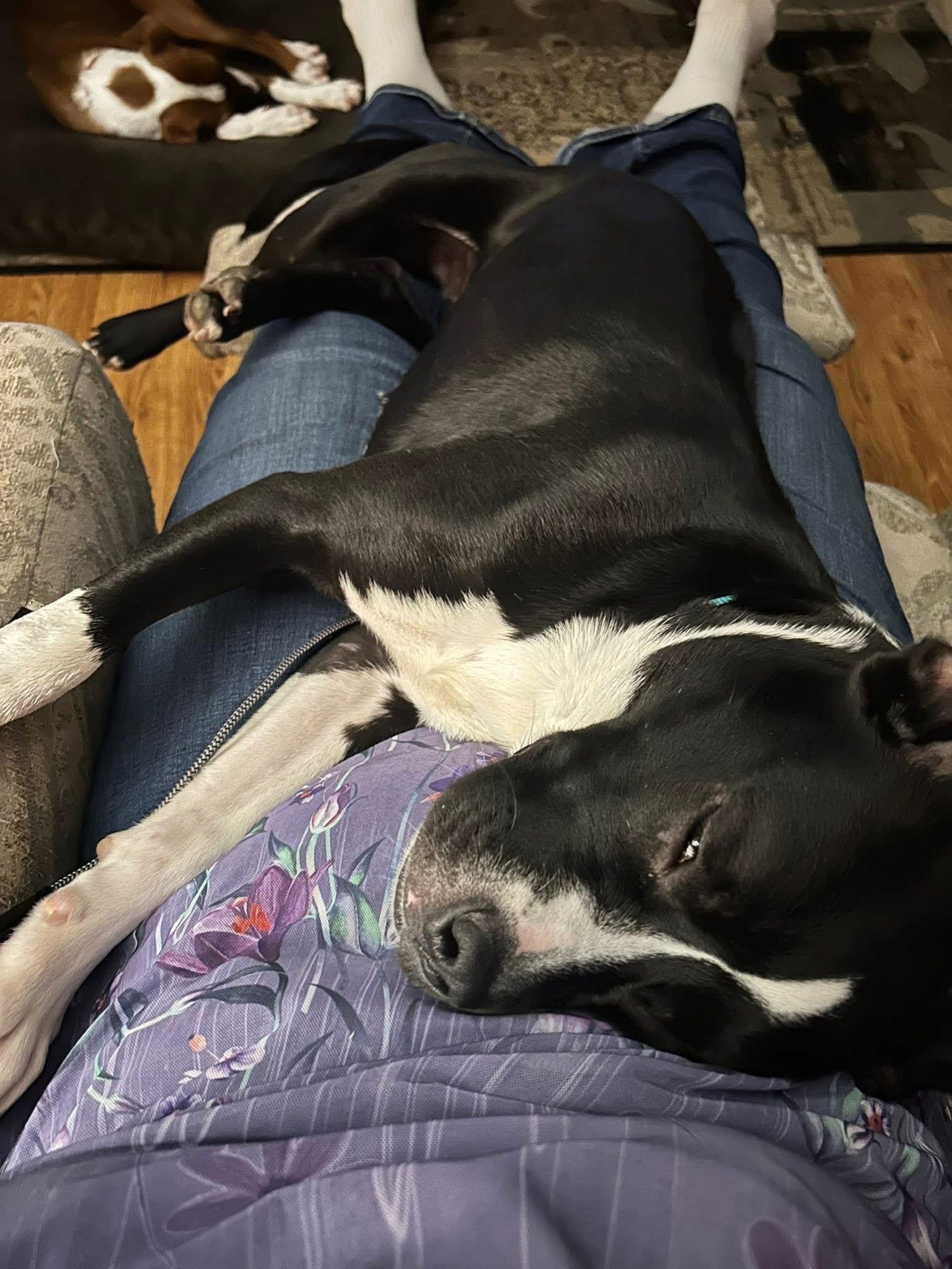 Enlarge POPPY, a Adoptable Terrier in Southaven, MS image 2/3