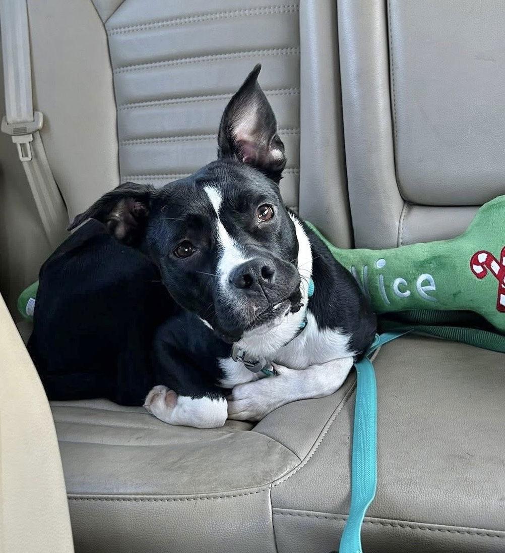 Enlarge POPPY, a Adoptable Terrier in Southaven, MS image 3/3