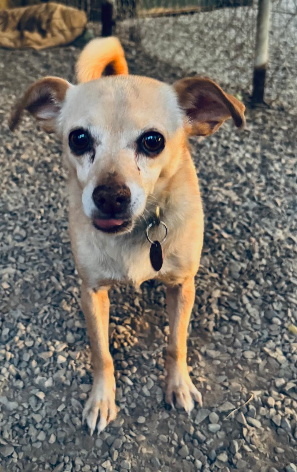 Enlarge Katie, a Adopted Chihuahua in Durango, CO image 1/1