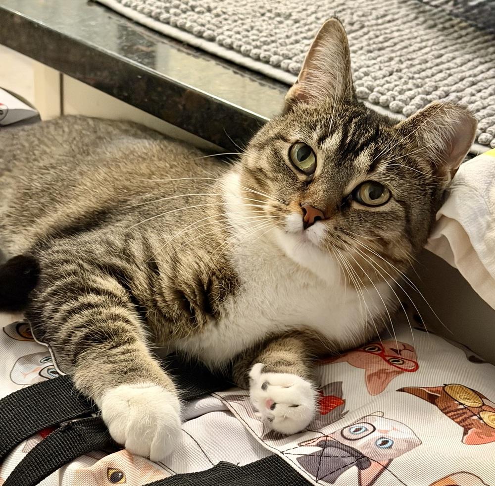 Pebbles, a Adoptable Domestic Short Hair in Chicago, IL image 1/3