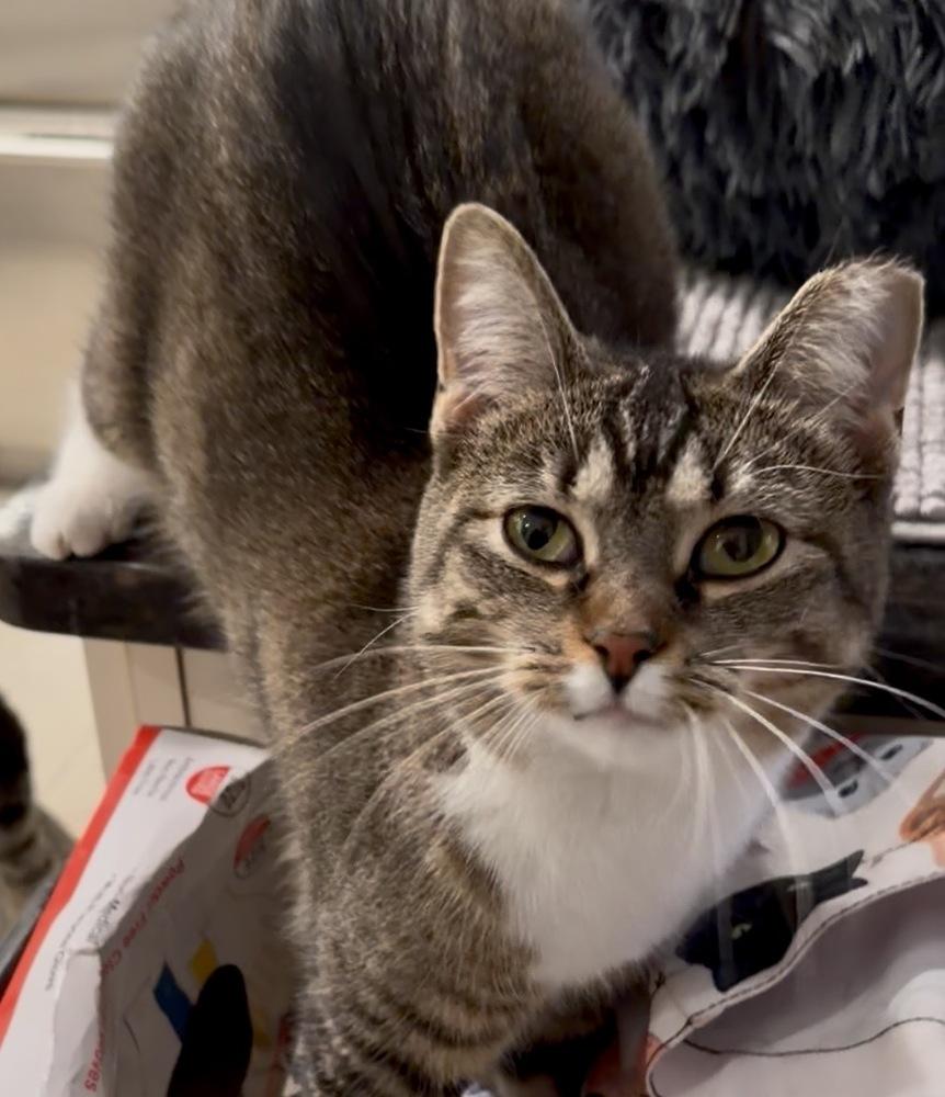 Pebbles, a Adoptable Domestic Short Hair in Chicago, IL image 2/3