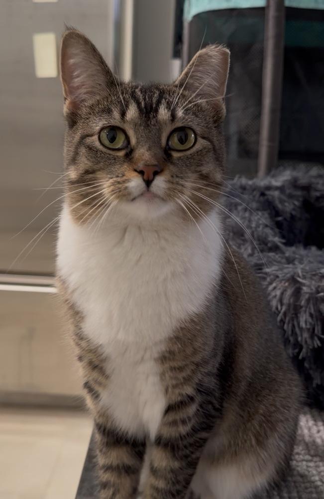 Pebbles, a Adoptable Domestic Short Hair in Chicago, IL image 3/3