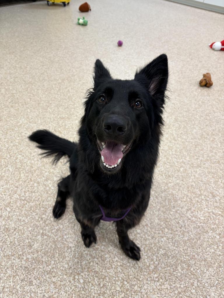 Enlarge Sushi, a Adoptable mixed breed in Utica, MI image 4/6