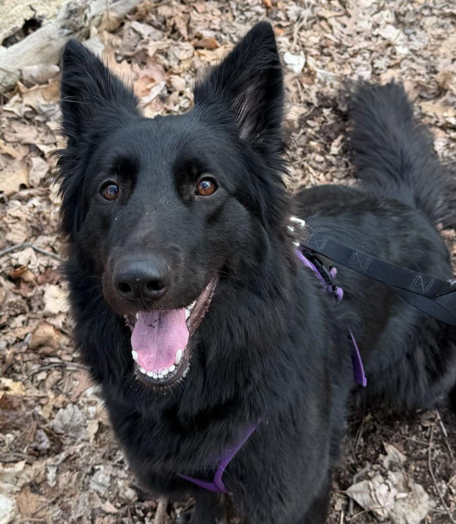 Enlarge Sushi, a Adoptable mixed breed in Utica, MI image 1/6