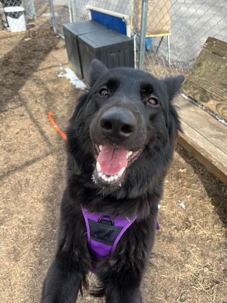 Enlarge Sushi, a Adoptable mixed breed in Utica, MI image 3/6