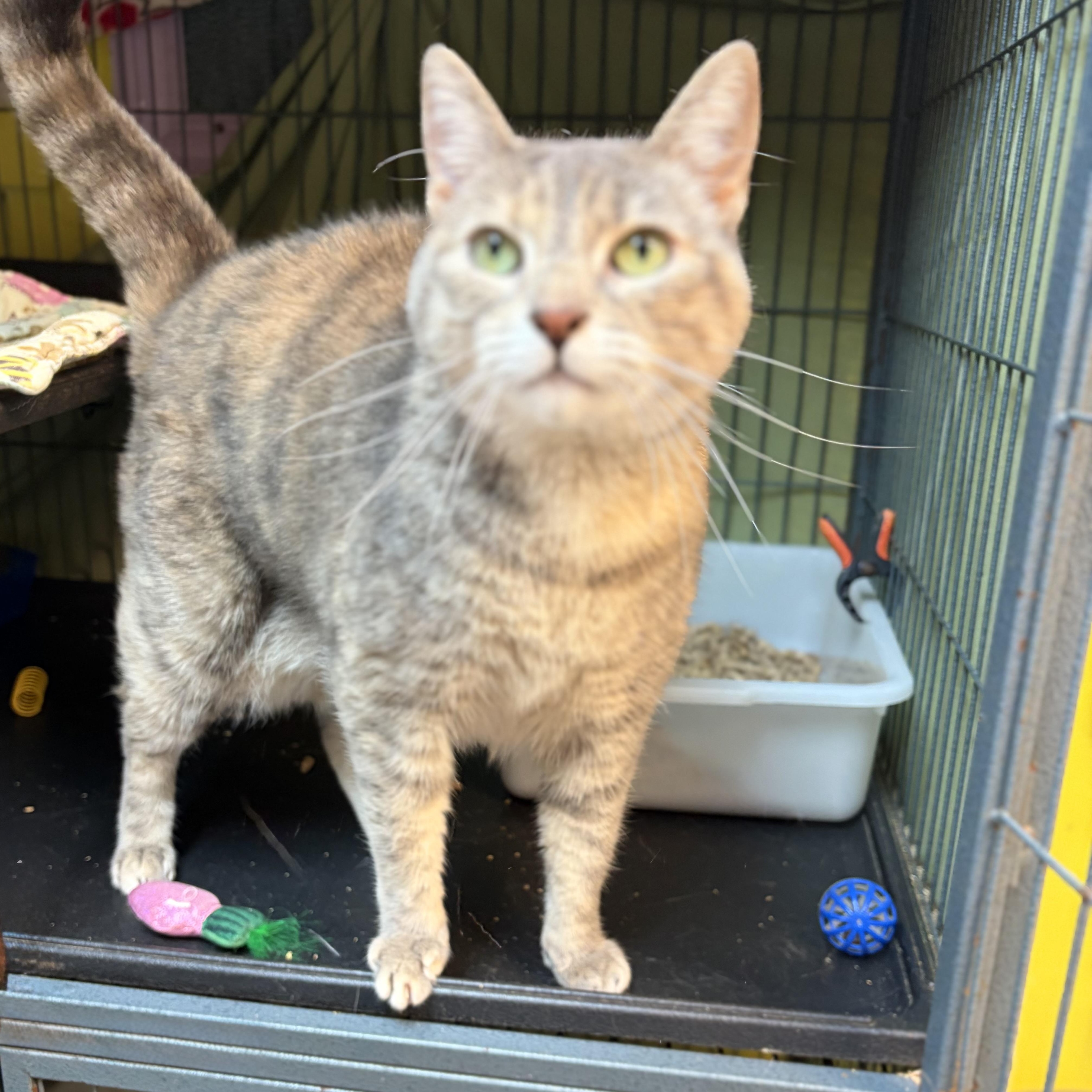 Enlarge Marble, a Adoptable Domestic Short Hair in Cortland, NY image 2/3
