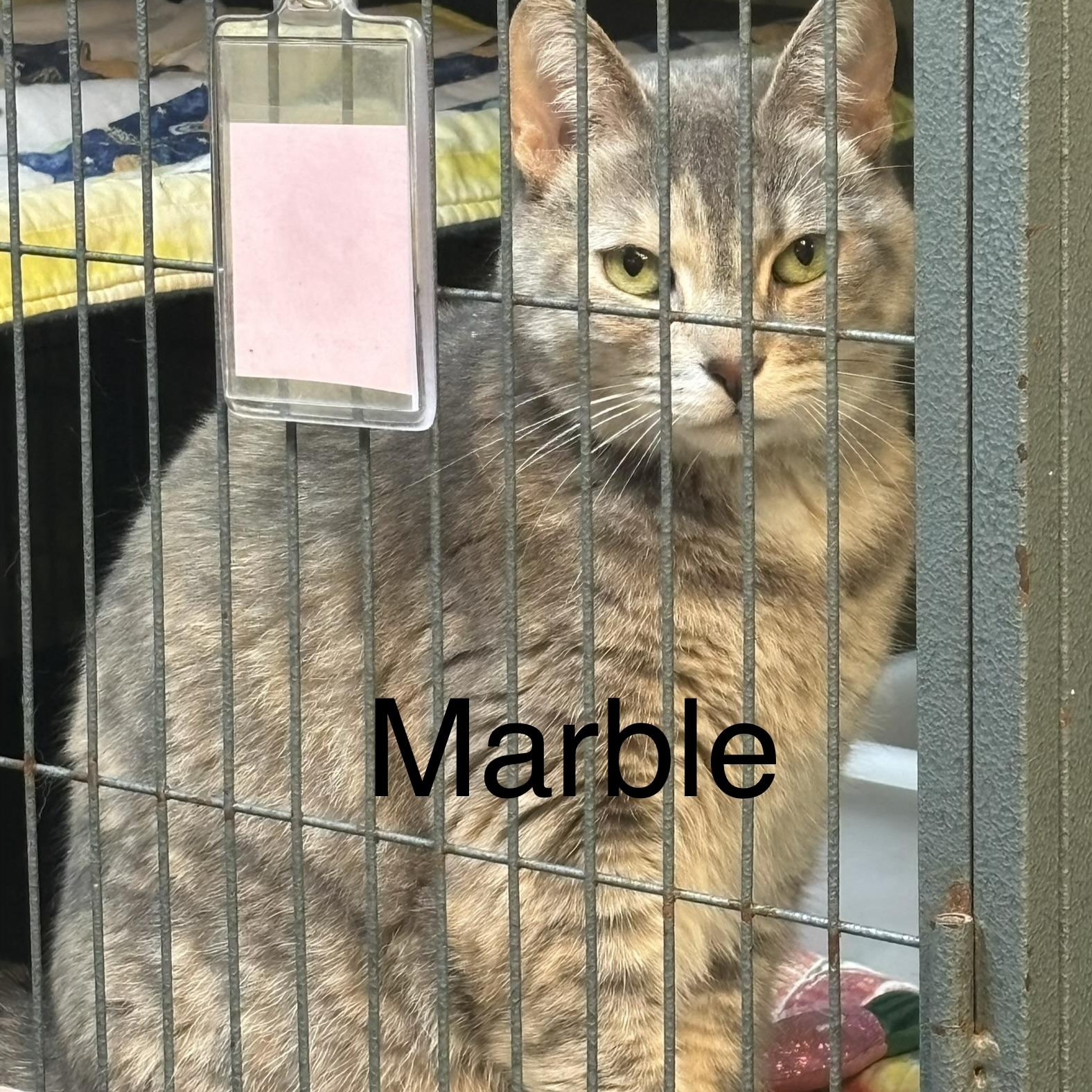 Enlarge Marble, a Adoptable Domestic Short Hair in Cortland, NY image 3/3