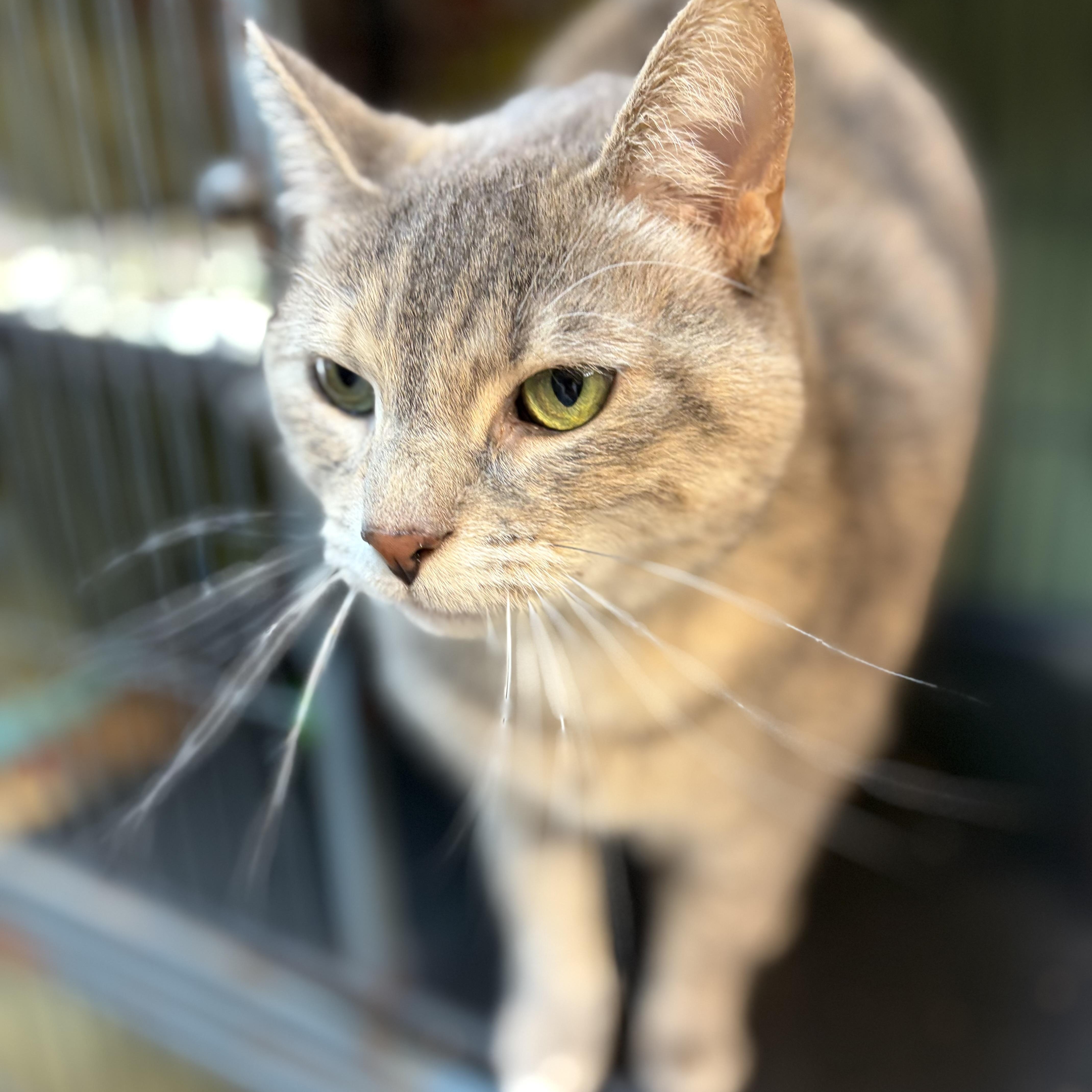 Marble, Adoptable, Adult Female Domestic Short Hair.