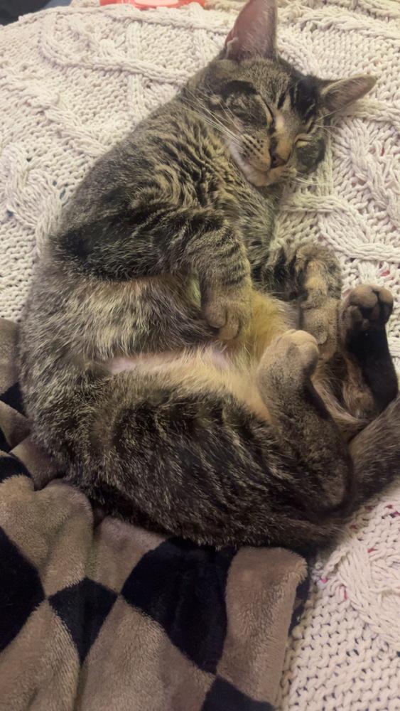 Pearl, Adoptable, Young Female Tabby & Domestic Short Hair.