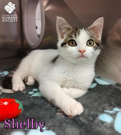 Enlarge Shelby, a Adopted mixed breed in Heath, OH image 1/1
