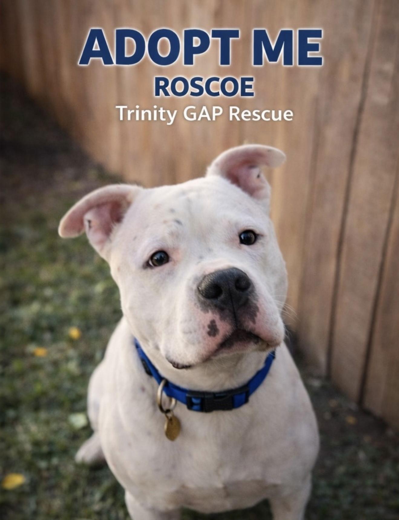 Enlarge Manny (Roscoe), a Adoptable mixed breed in Euless, TX image 3/3