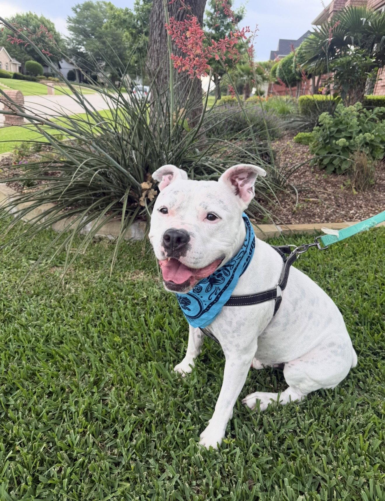 Enlarge Manny (Roscoe), a Adoptable mixed breed in Euless, TX image 2/3