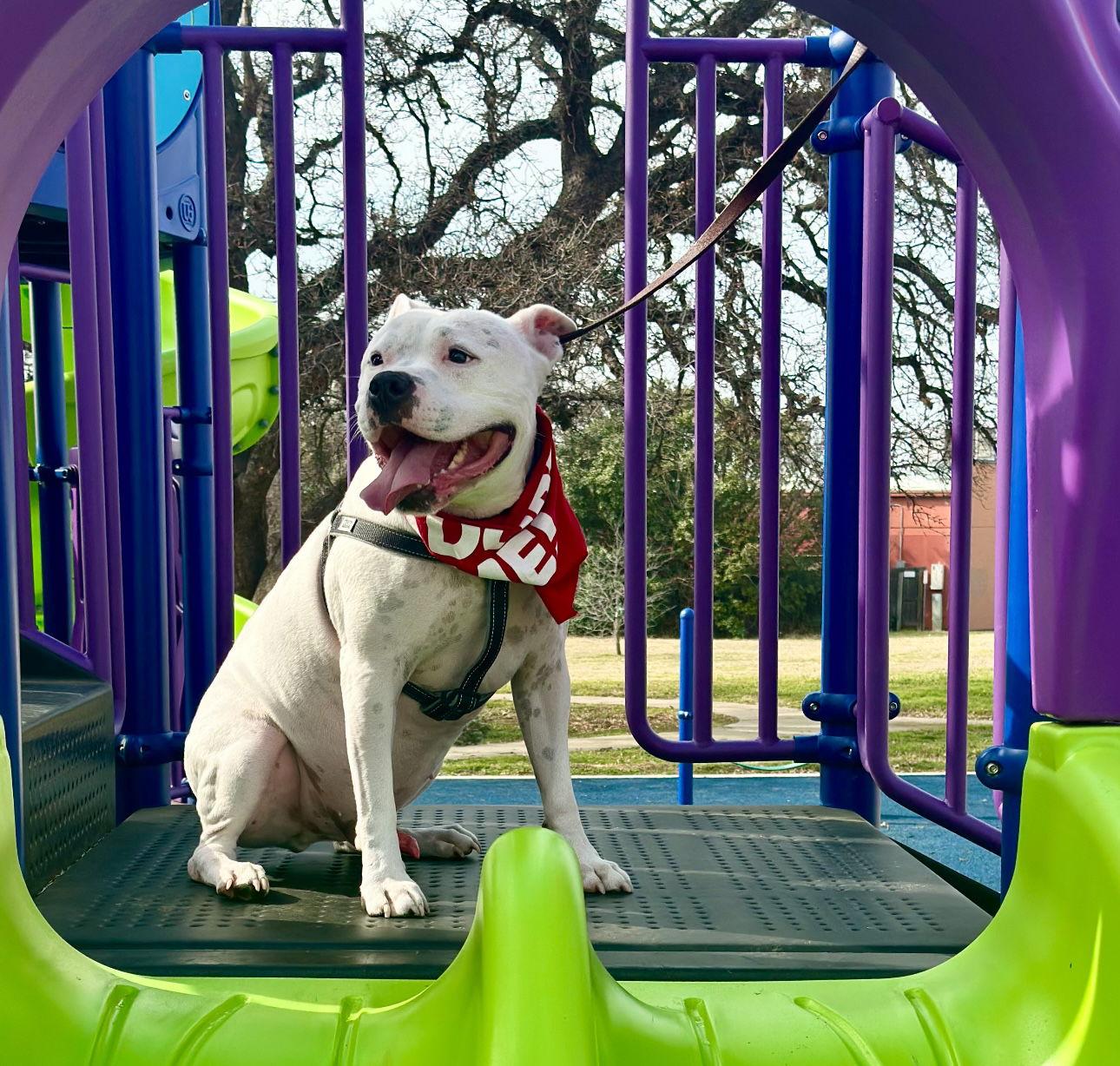 Enlarge Manny (Roscoe), a Adoptable mixed breed in Euless, TX image 1/3