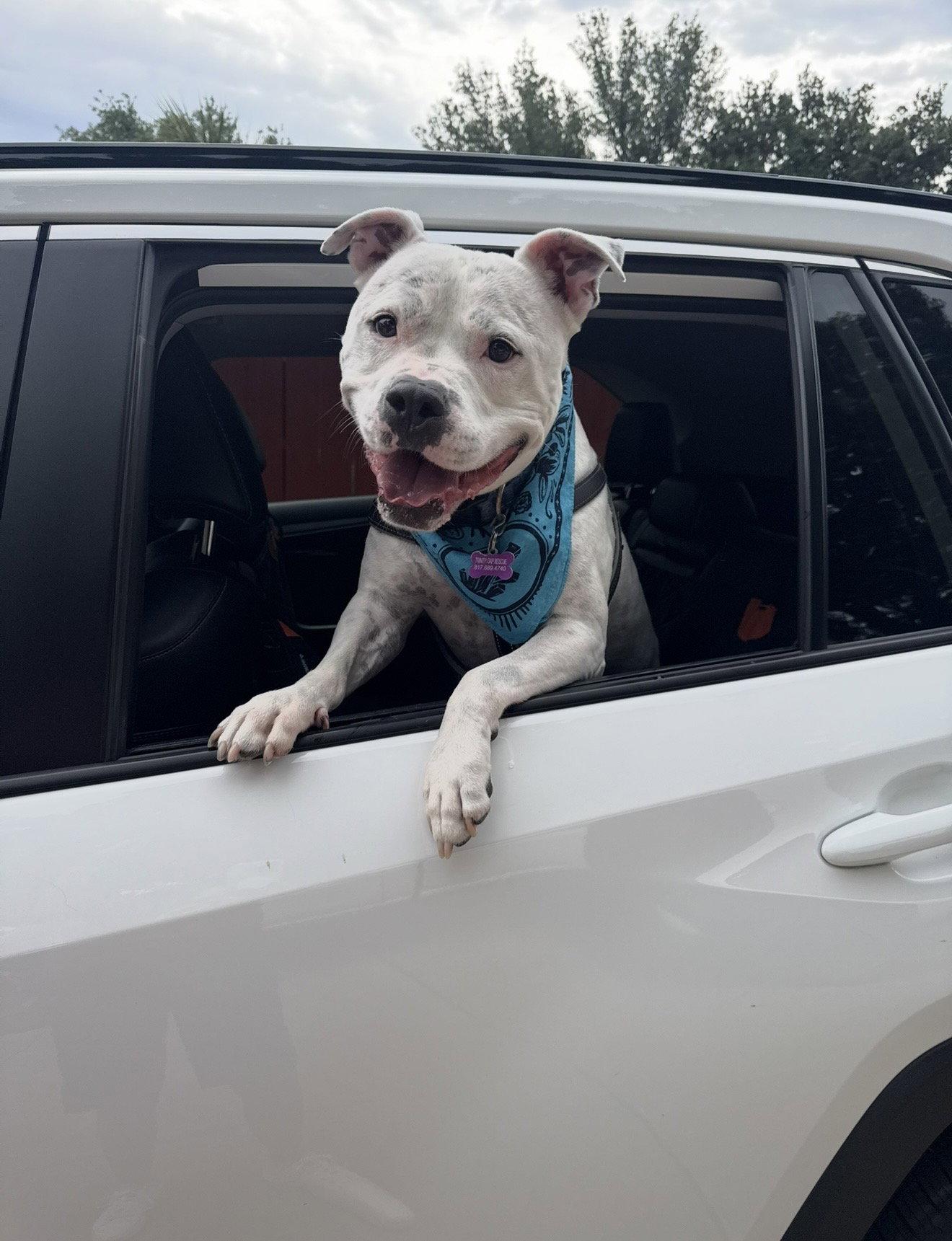 Enlarge Manny (Roscoe), a Adoptable mixed breed in Euless, TX image 3/3