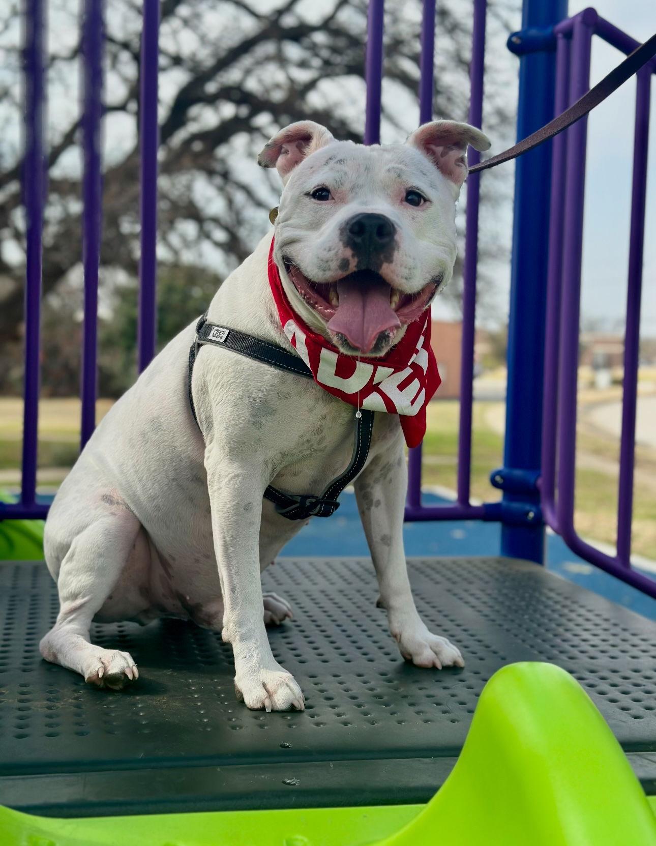 Enlarge Manny (Roscoe), a Adoptable mixed breed in Euless, TX image 2/3