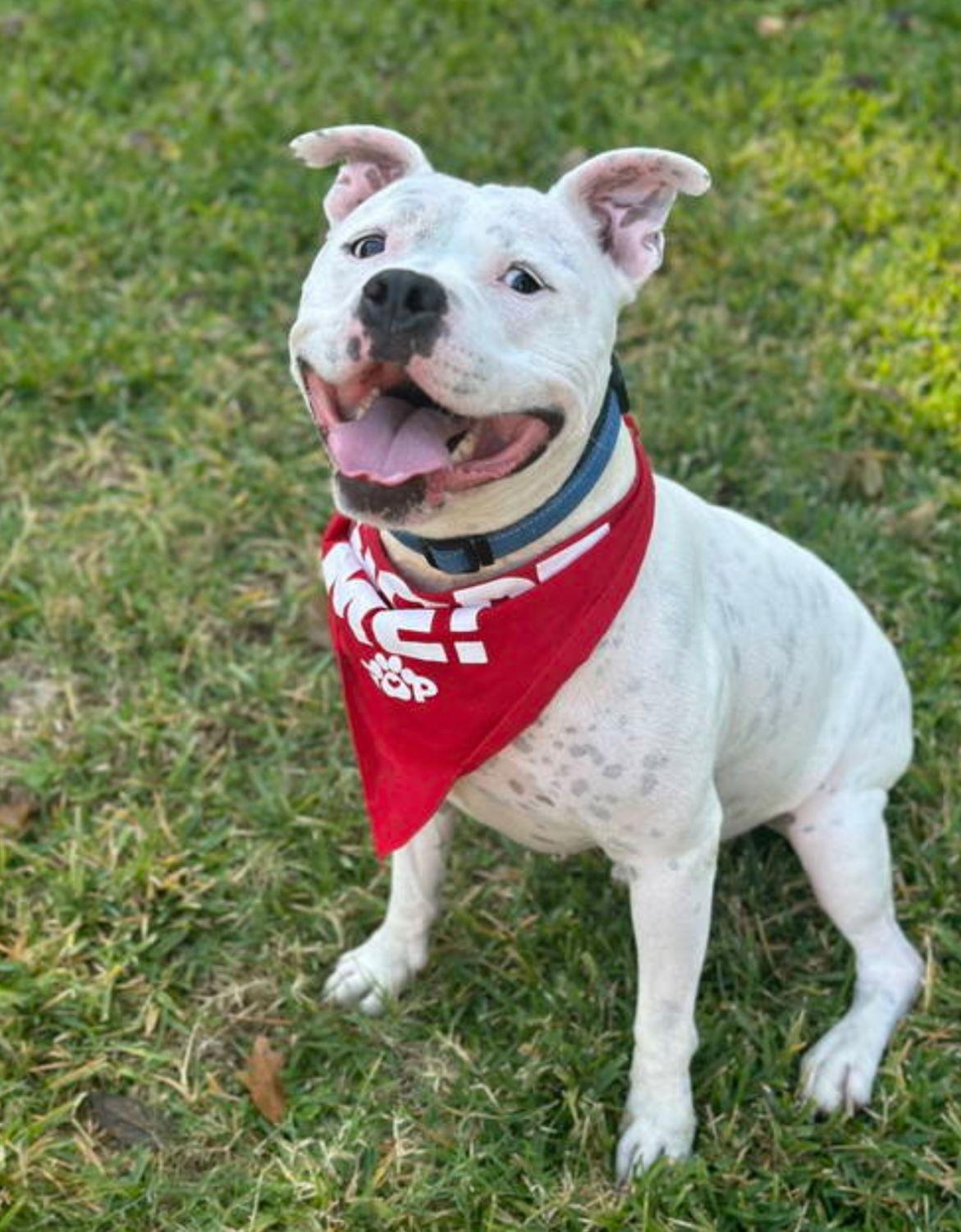 Enlarge Manny (Roscoe), a Adoptable mixed breed in Euless, TX image 3/3