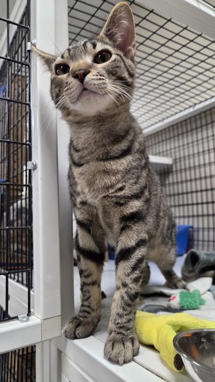 Enlarge Pluto, a Adoptable mixed breed in Neenah, WI image 2/3