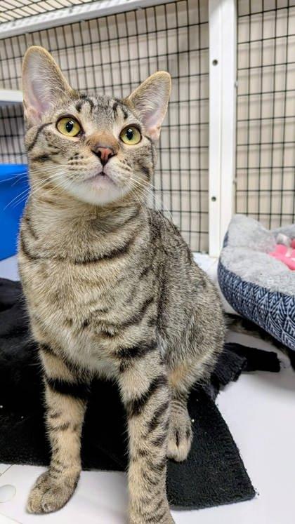 Enlarge Pluto, a Adoptable mixed breed in Neenah, WI image 3/3