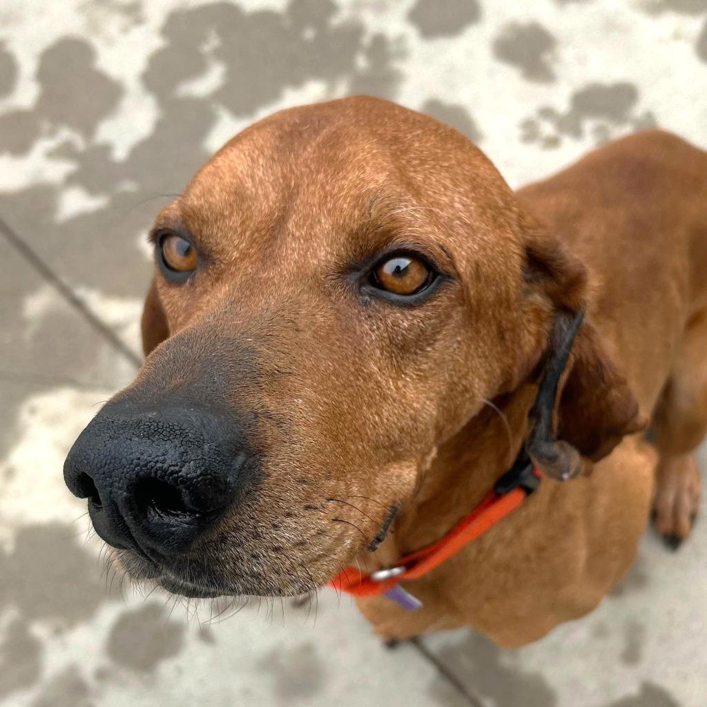 Enlarge Loki (Vincent), a Adopted Hound in Spooner, WI image 1/1