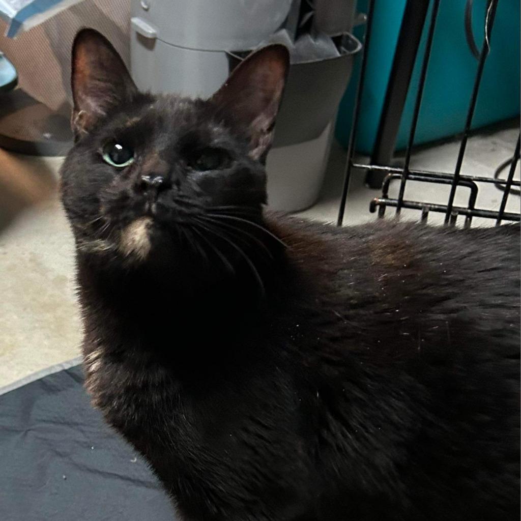 Georgie, Adoptable, Adult Female Domestic Short Hair.